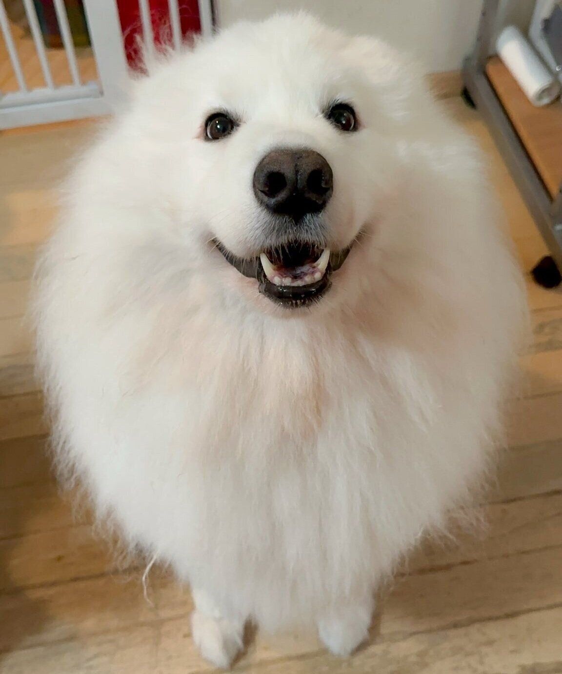 飼い主さんを見つめて笑顔になるはっくん