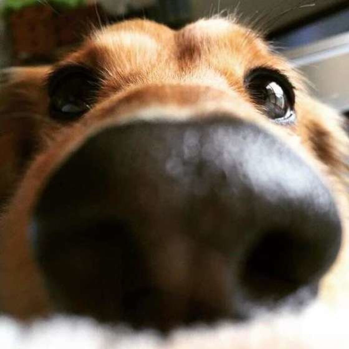 犬が 鼻の頭がすりむけるほど スリスリこすっているのはなぜ いぬのきもちweb Magazine 犬が 鼻の頭がすりむけるほど スリスリこすっているのはなぜ いぬのきもちweb Magazine