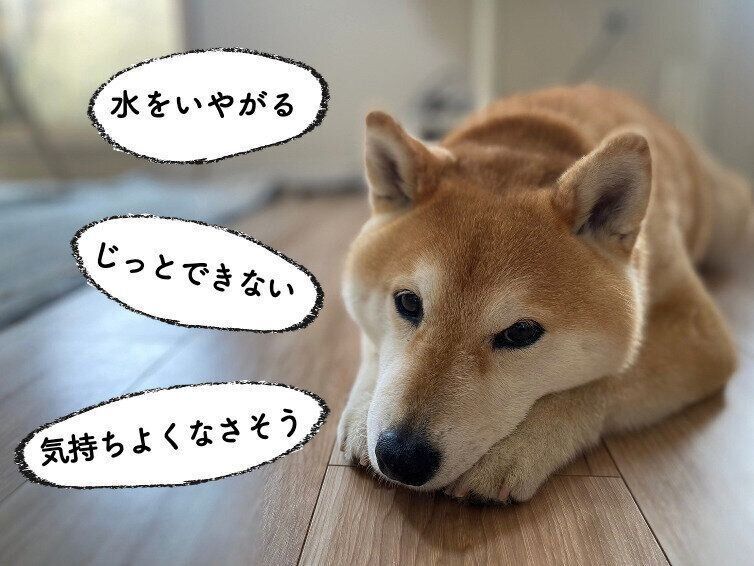 ReFa ファインバブルシリーズ　ReFa ファインバブル　柴犬　水嫌い　シャワーヘッド