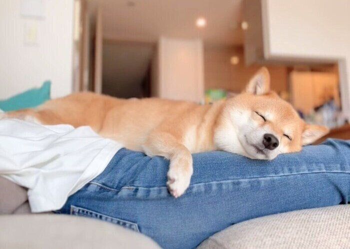 飼い主さんの膝の上に乗るおまめちゃん