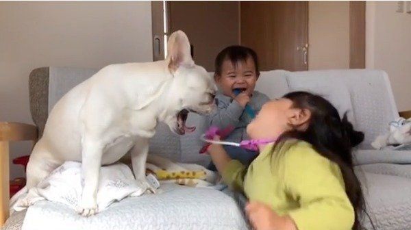 お医者さんごっこに付き合うフレンチ・ブルドッグ