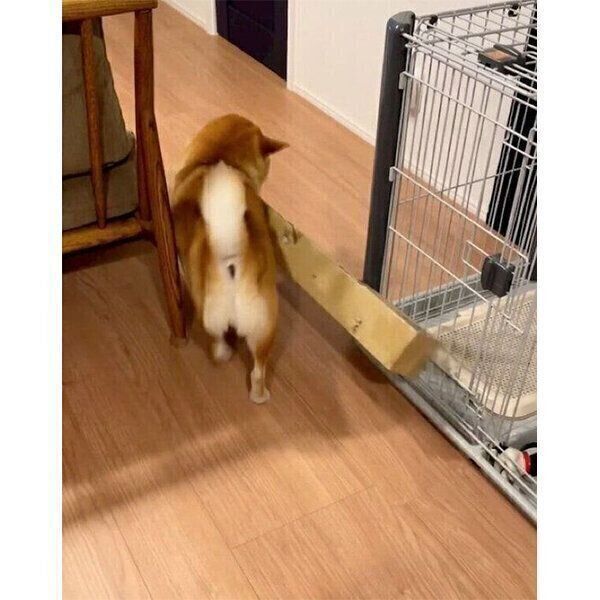 ダンボール箱を運ぶしらすくん