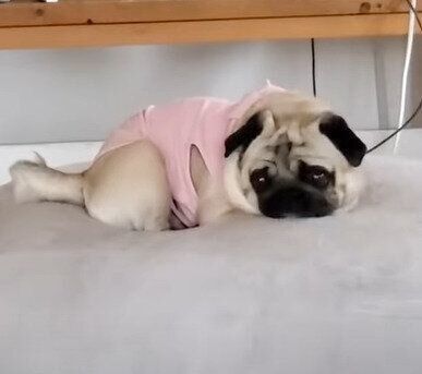 パグのぷぅちゃん