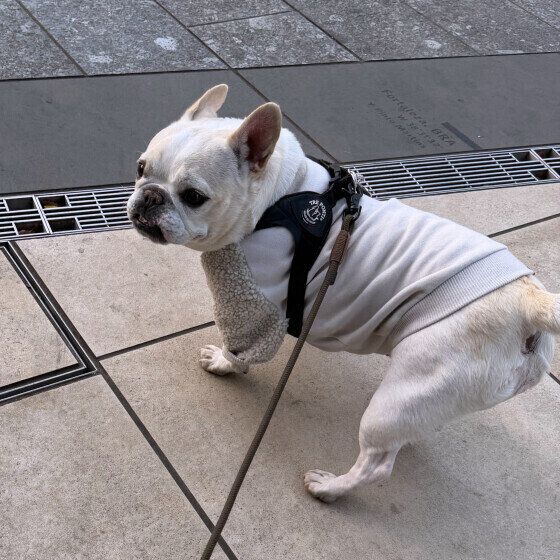 もっと散歩したくて動かなくなるフレンチ・ブルドッグ