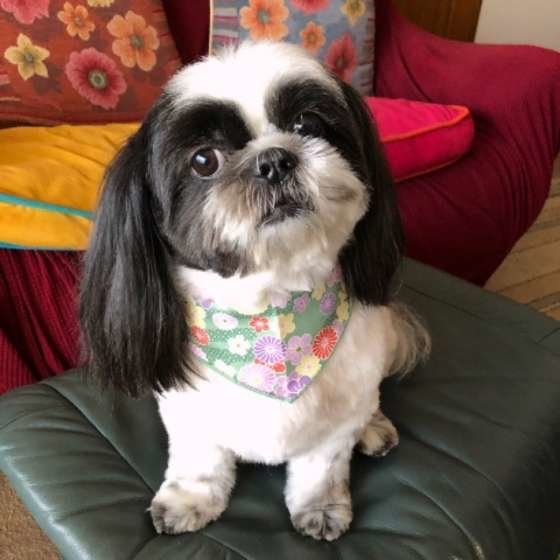 バンダナをするシー・ズー