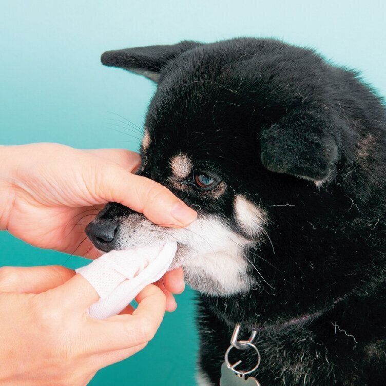 嫌がりにくい横側からそっと差し込んでみがく