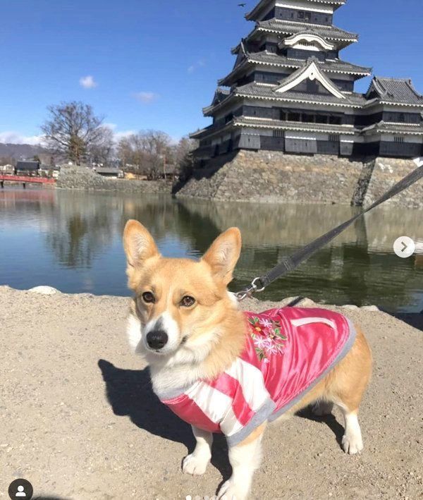 元保護犬・コーギーのゆずちゃん