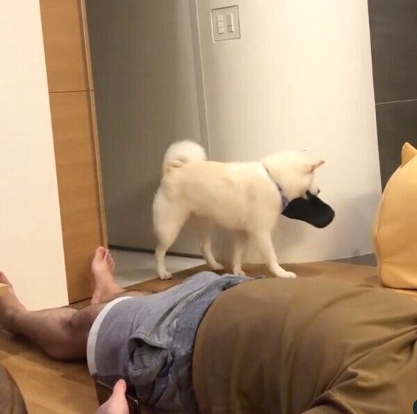 靴を隠すしらたまちゃん