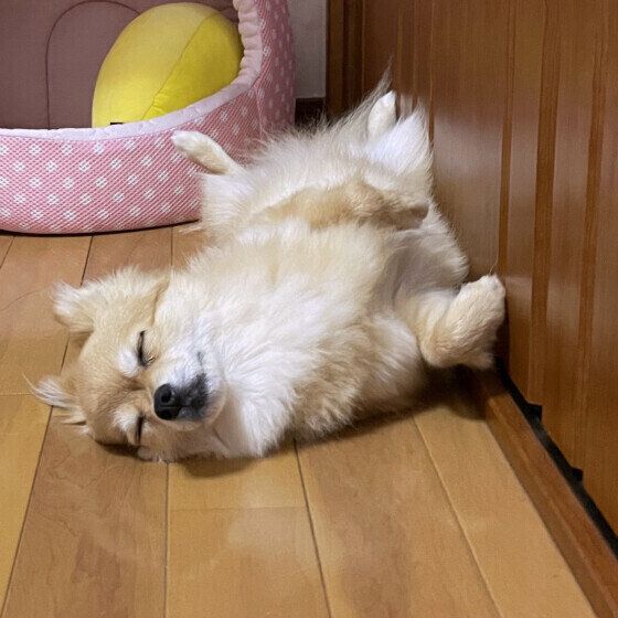 犬の体にあるできもの、良いイボと悪いイボの違いは？ 獣医師に聞いてみた いぬのきもち