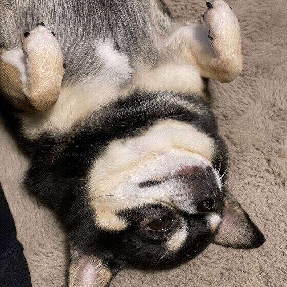 お腹を撫でてほしいゼットくん