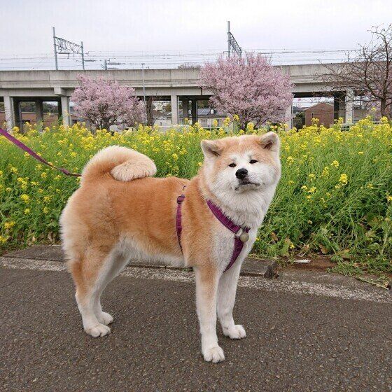 秋田のののちゃん