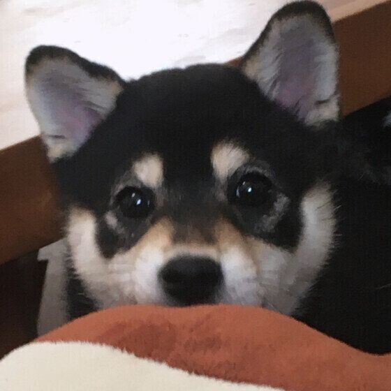 クリクリおめめのよつ葉くん