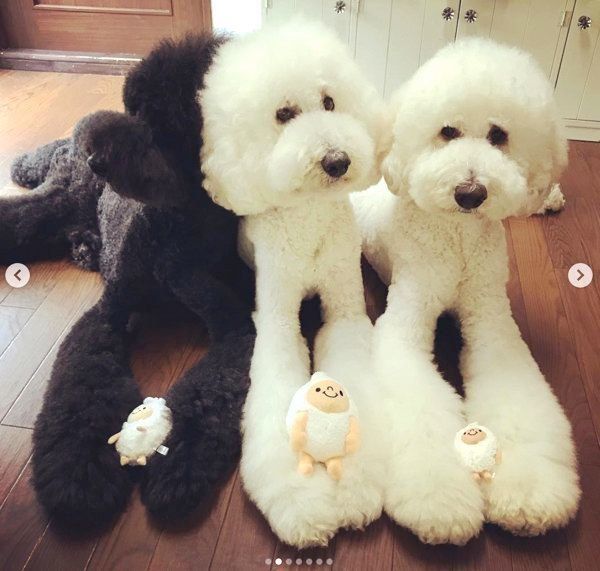 仲良く寄り添うくぅさん・りっくん・がっくん