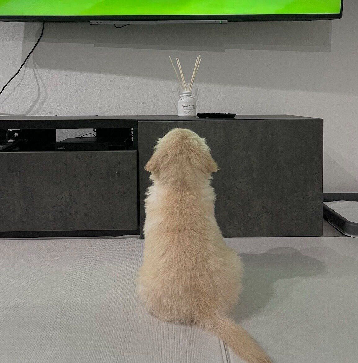 テレビを見るロアくん