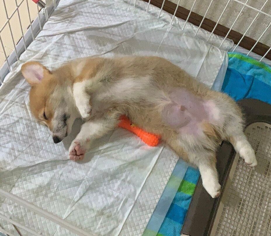 トイレの上で眠ってしまったレオくん。