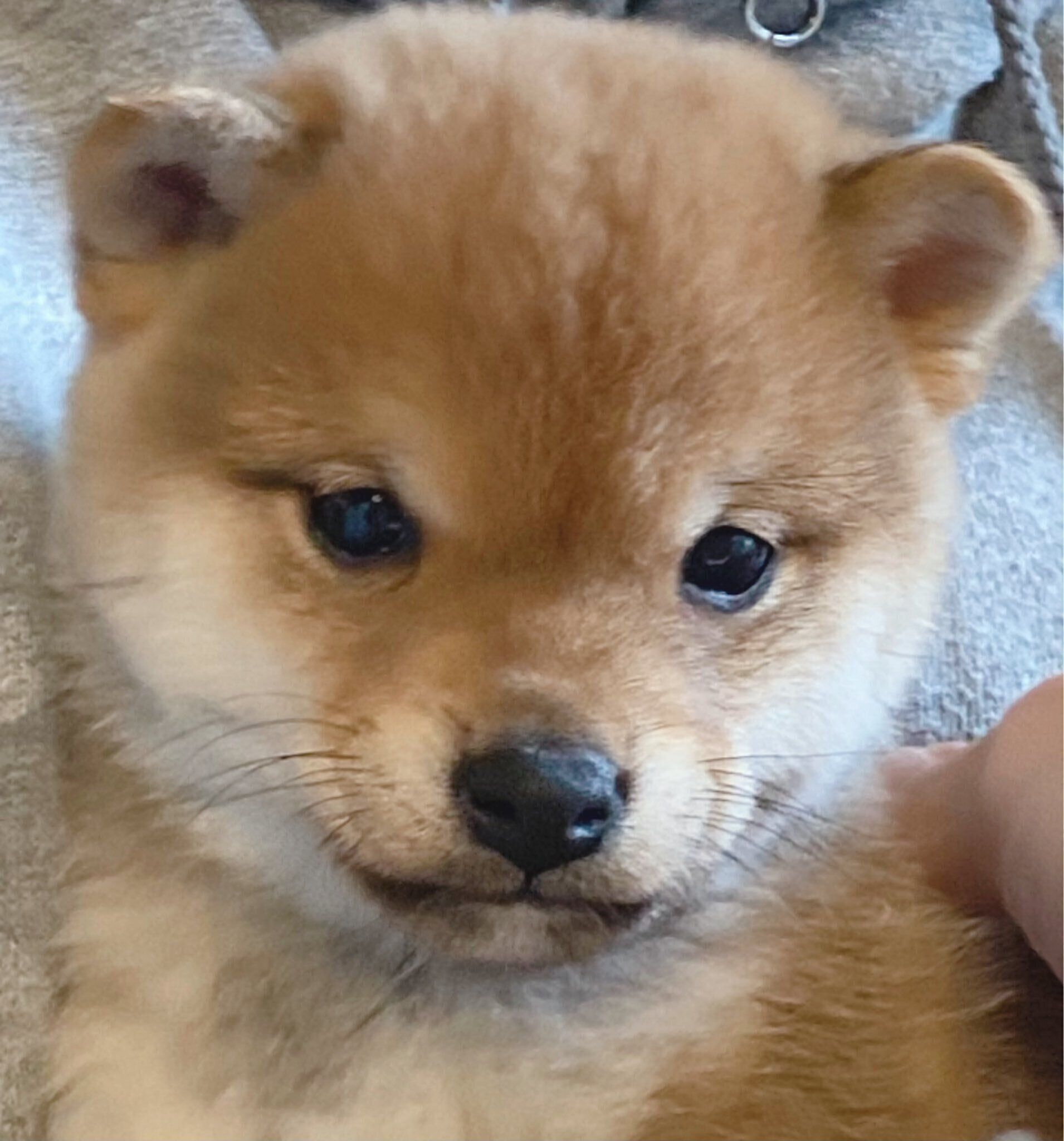 ブリーダーさんに抱っこされた陽くん