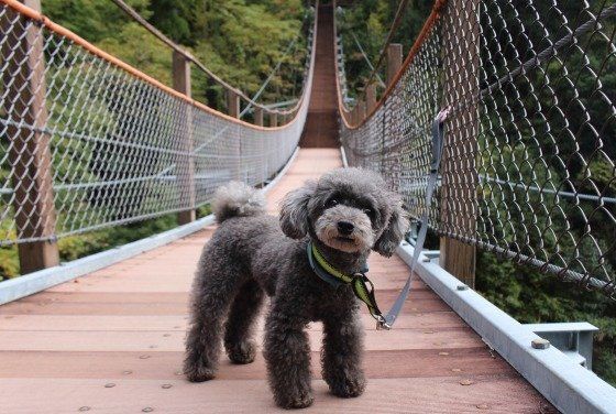 トイ・プードルのPleiaちゃん