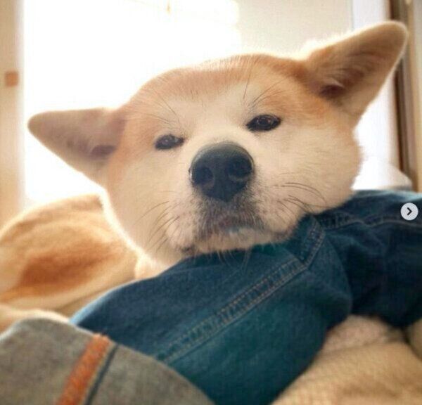 まったりするジロウちゃん