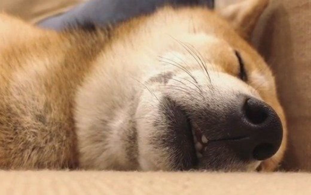 犬の肉球フェチ大集合 ワンコの無防備な寝顔と肉球に癒される いぬのきもちweb Magazine 犬の肉球フェチ大集合 ワンコの無防備な寝顔と肉球に癒される いぬのきもちweb Magazine