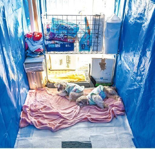 清永さん宅１階にある２部屋はアグリの保護犬専用の部屋に。写真の部屋には、シー・ズーのシニア犬兄弟がいました