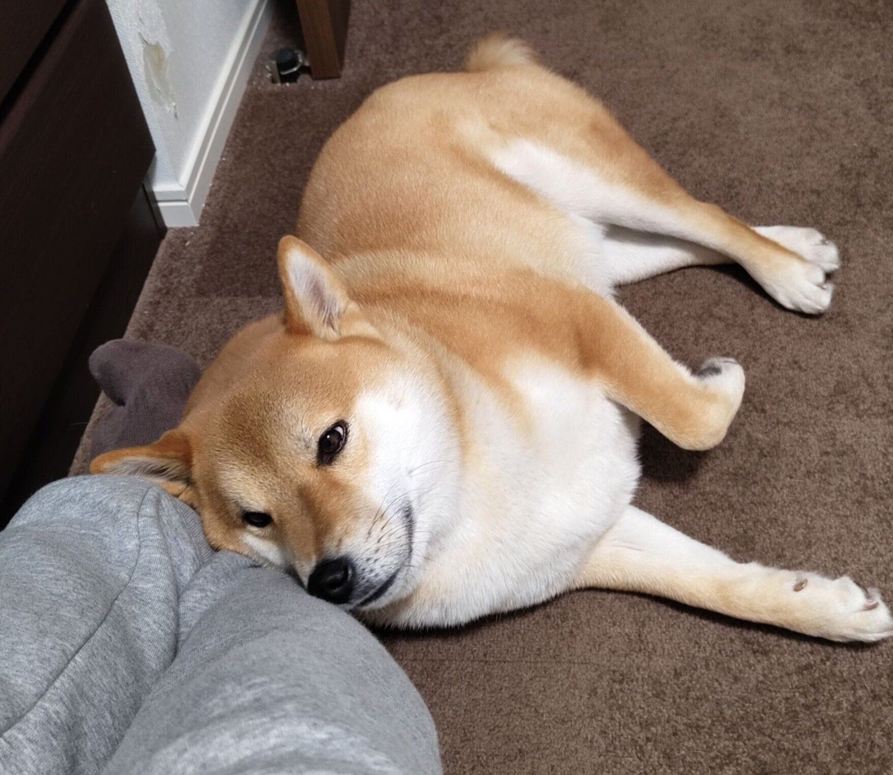 飼い主さんに甘える太郎くん