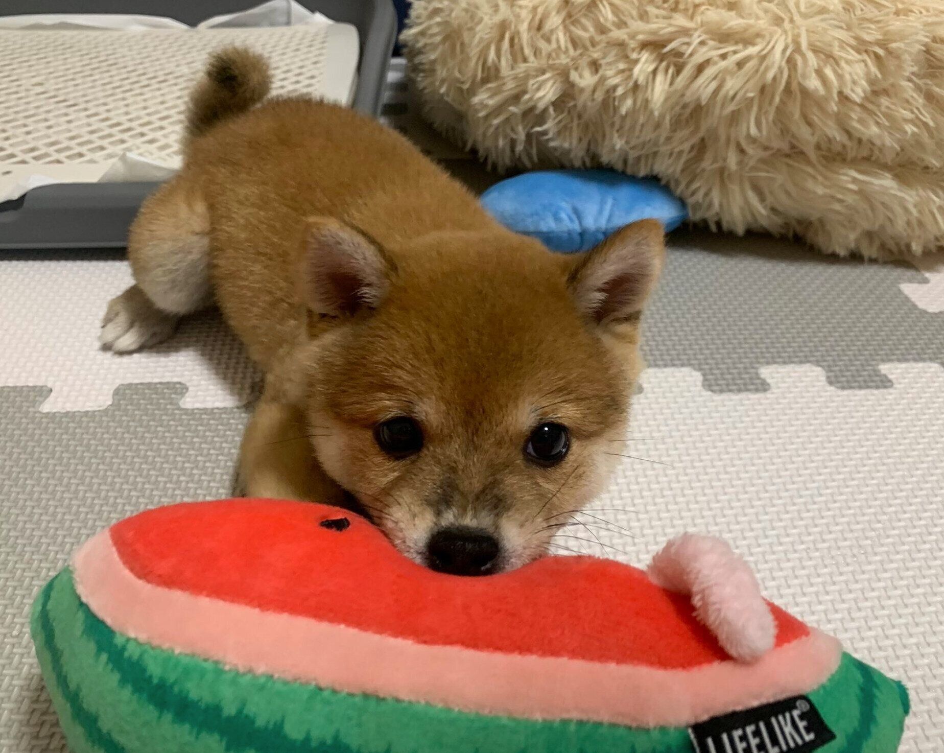 お迎えしたばかりのころの豆吉くん