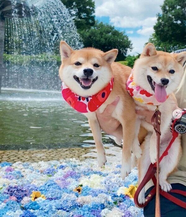お出かけを楽しむにこちゃん、たまちゃん