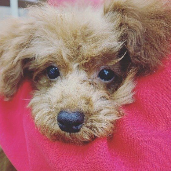 見つめるトイ・プードル