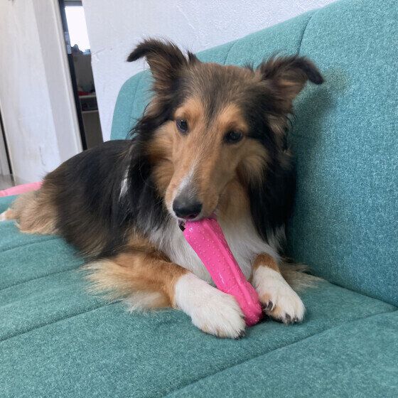 シェットランド・シープドッグのエソラちゃん