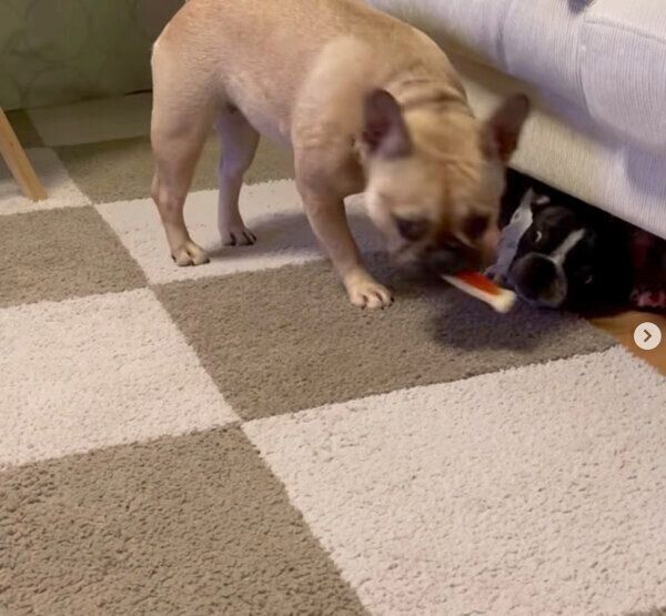 うしたろうくんのおもちゃを奪うわらびちゃん