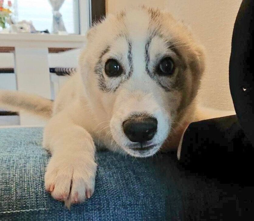 生後4カ月のころに撮影した琥珀くん