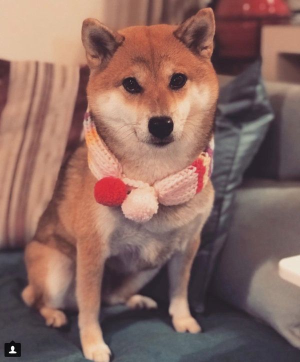 柴犬のHanaちゃん