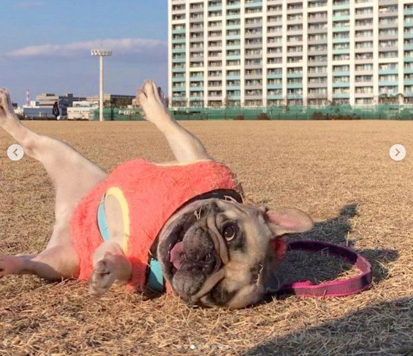 アクロバティックなフレンチ・ブルドッグ