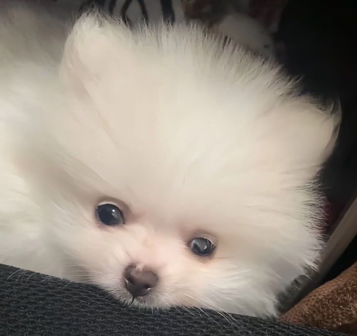 お迎え初日のおもちちゃん