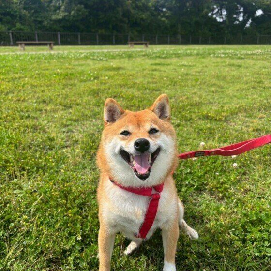 犬の軟便・下痢・粘膜便・臭い便の原因と対処法 愛犬の困ったうんちの対応は？ 笑顔で嬉しそうな柴犬 いぬのきもち