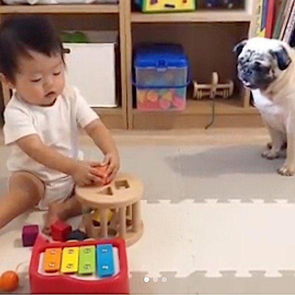 赤ちゃんと見守るパグ