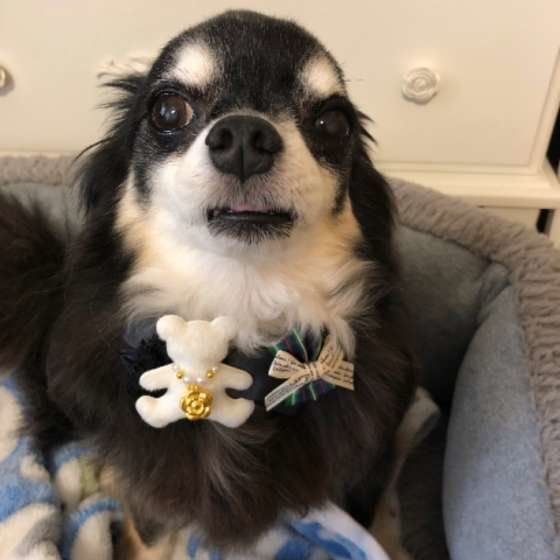 トリミングしたチワワ