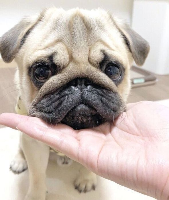 「アゴ乗せ」をするさんきちくん