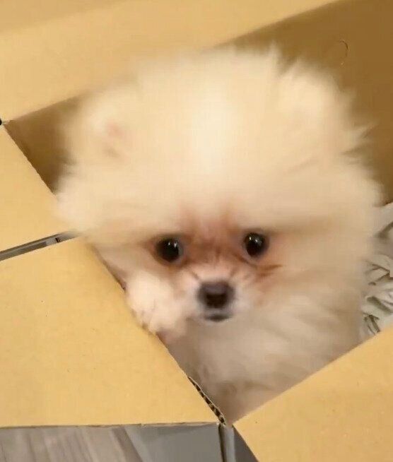 お迎え当時のルルちゃん