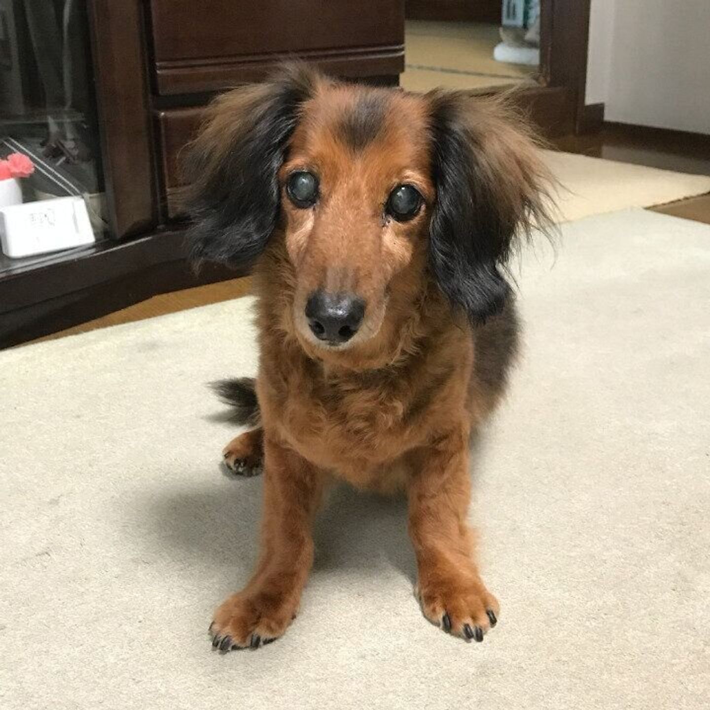 Pr 3冠達成 ユーザー 獣医師に強く支持されているサプリメント アンチノール はなぜ こんなにも人気なの いぬのきもちweb Magazine Pr 3冠達成 ユーザー 獣医師に強く支持されているサプリメント アンチノール はなぜ こんなにも人気なの いぬのきもちweb Magazine