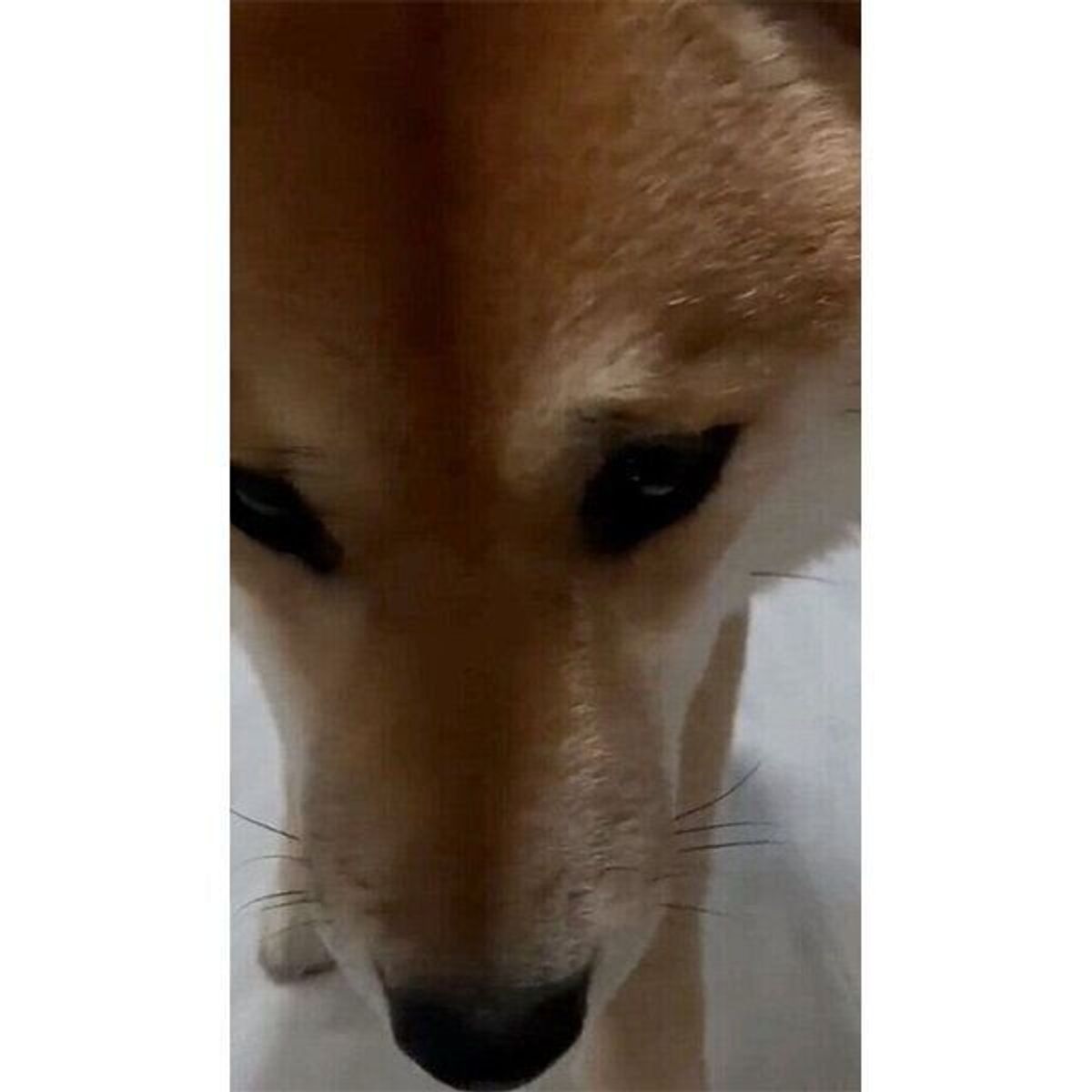 イタズラがバレてしまった柴犬 気まずさ100 の 申し訳なさそうな姿 が最高に可愛い いぬのきもちweb Magazine イタズラがバレてしまった柴犬 気まずさ100 の 申し訳なさそうな姿 が最高に可愛い いぬのきもちweb Magazine