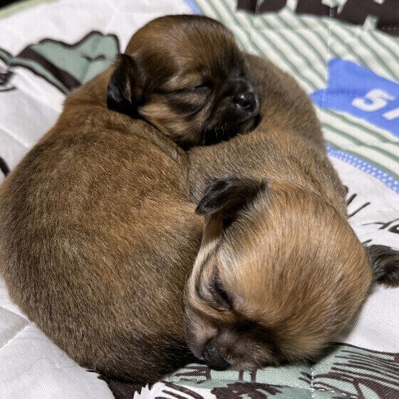 犬団子でくっついて寝る子犬たち