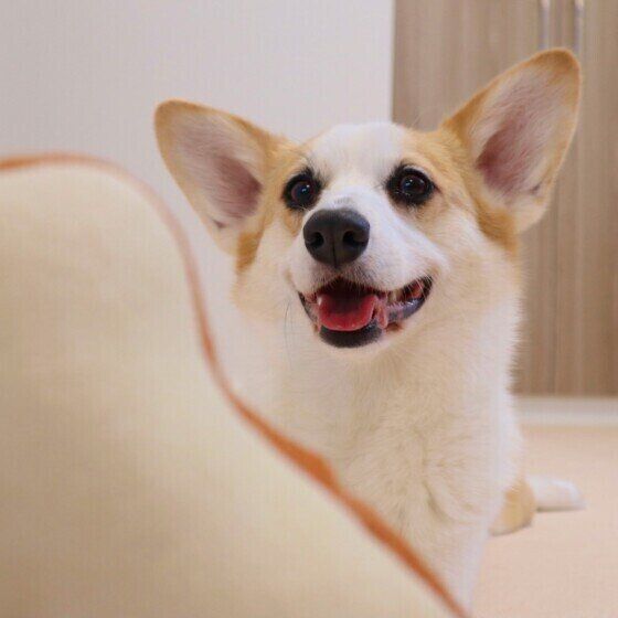 楽しそうなウェルシュ・コーギー・ペンブローク