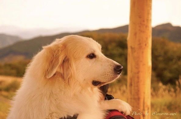夕焼けにうっとりするグレート・ピレニーズ