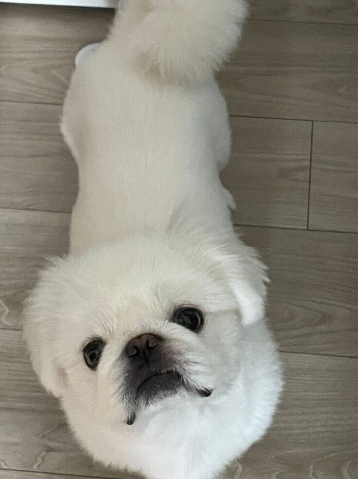 見つめるしらたまくん