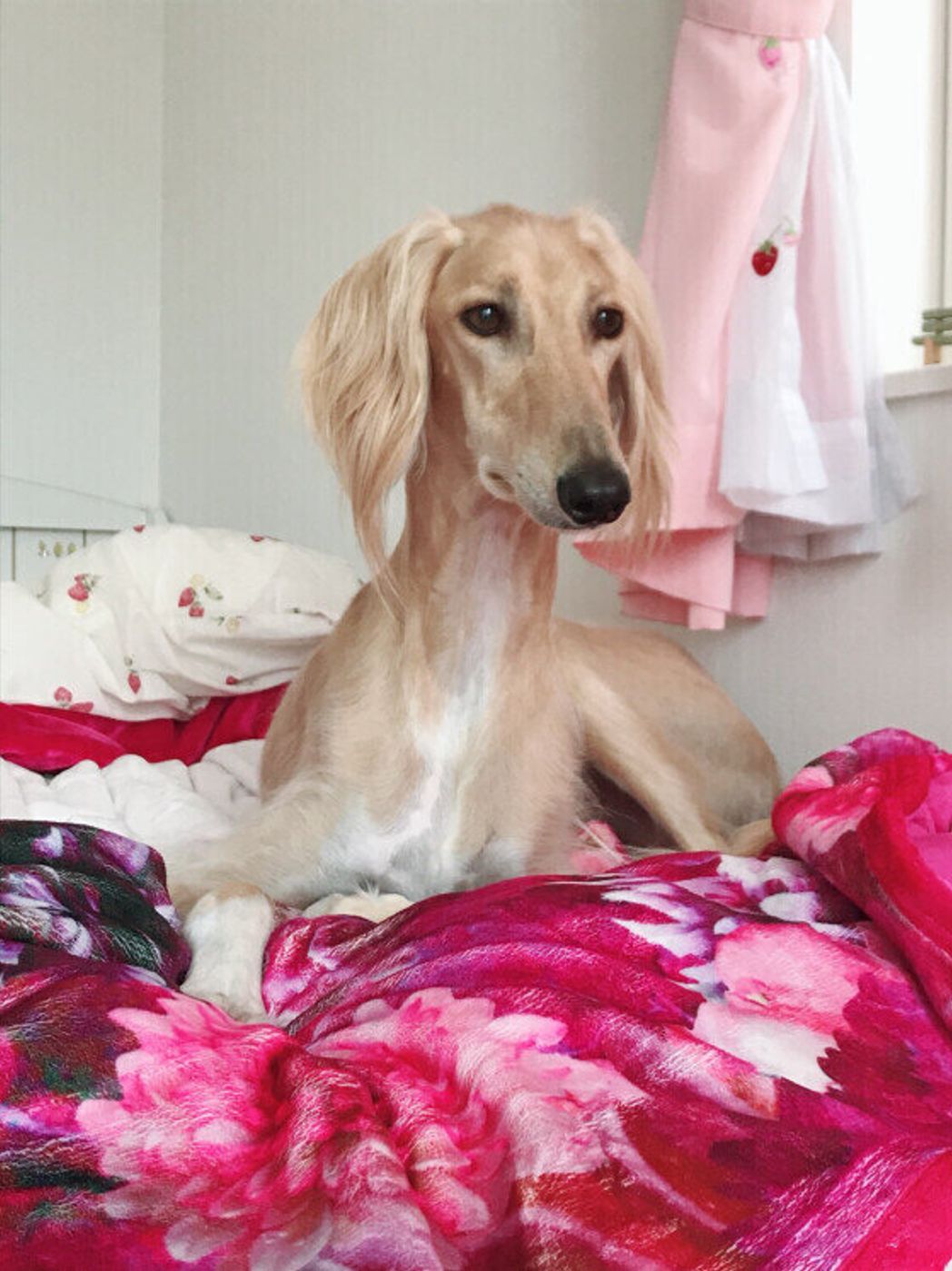 スタイル抜群 スラリとしなやかbodyが魅力的な3犬種 いぬのきもちweb Magazine スタイル抜群 スラリとしなやかbodyが魅力的な3犬種 いぬのきもちweb Magazine