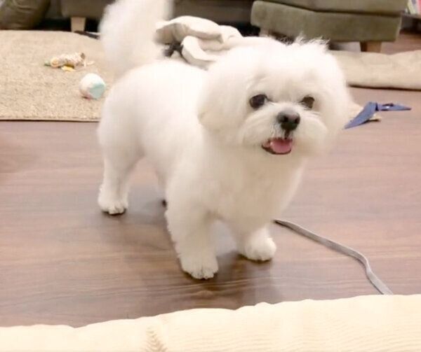 笑顔が可愛らしいわむうくん