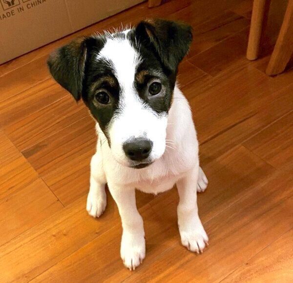 見つめる助六くん