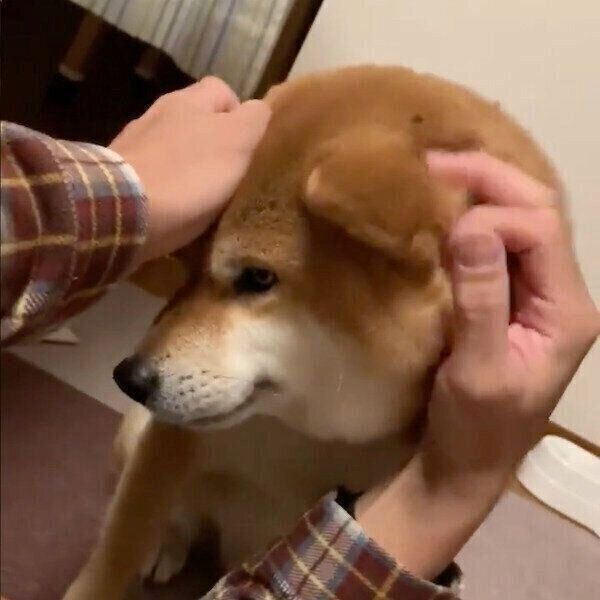 パパさんのマッサージに心を奪われる銀次くん