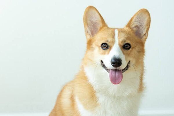 笑顔の犬